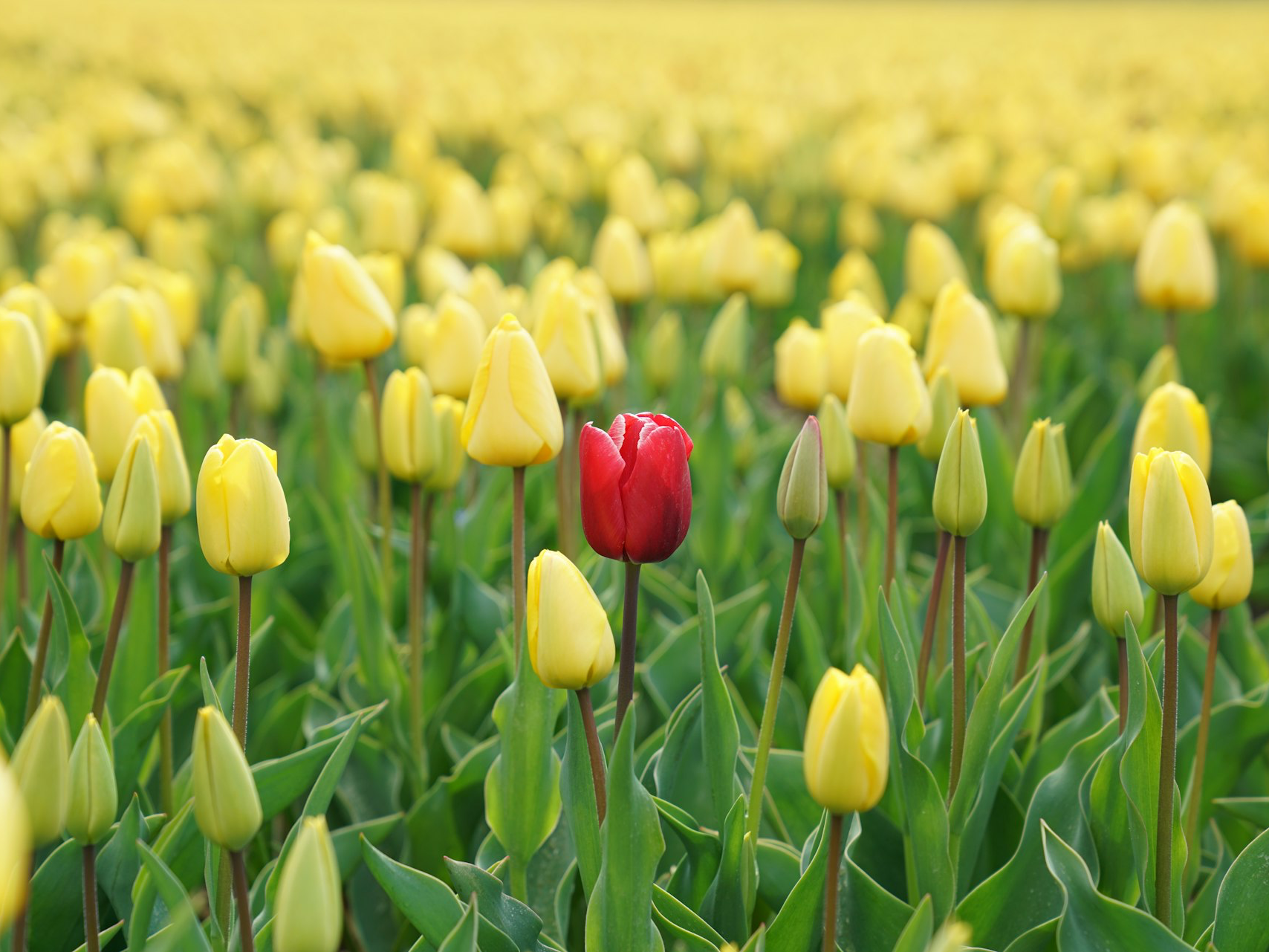 red tulip flower in yellow tulip field
